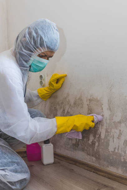 Best Water Damage & Mold Remediation  in Kent, OH